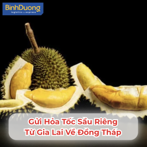 Gửi Hỏa Tốc Sầu Riêng Từ Gia Lai Về Đồng Tháp – Giao Trong Ngày, Đúng Múi, Đúng Vị