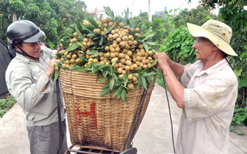 Vận chuyển nhãn lồng Hưng Yên vào TP.HCM – Giải pháp bảo quản chuẩn lạnh, giao hàng nhanh trong ngày