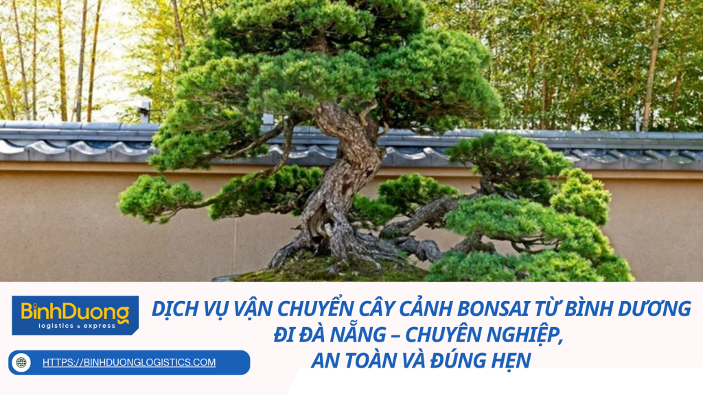 Dịch vụ vận chuyển cây cảnh bonsai từ Bình Dương đi Đà Nẵng – Chuyên nghiệp, an toàn và đúng hẹn