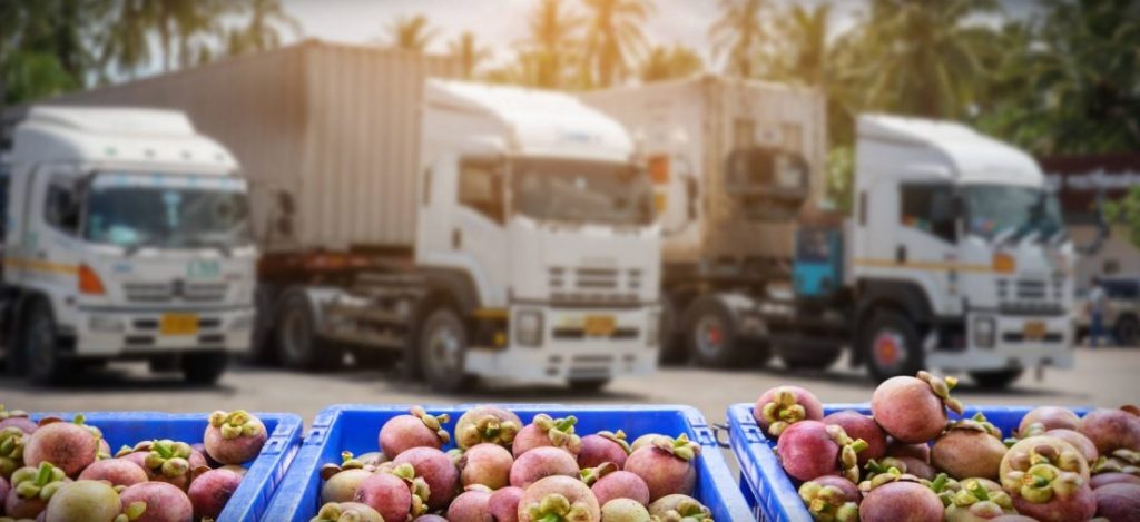 Vận chuyển măng cụt từ Nam ra Bắc – Giải pháp tối ưu cho nông sản đặc sản miền nhiệt đới