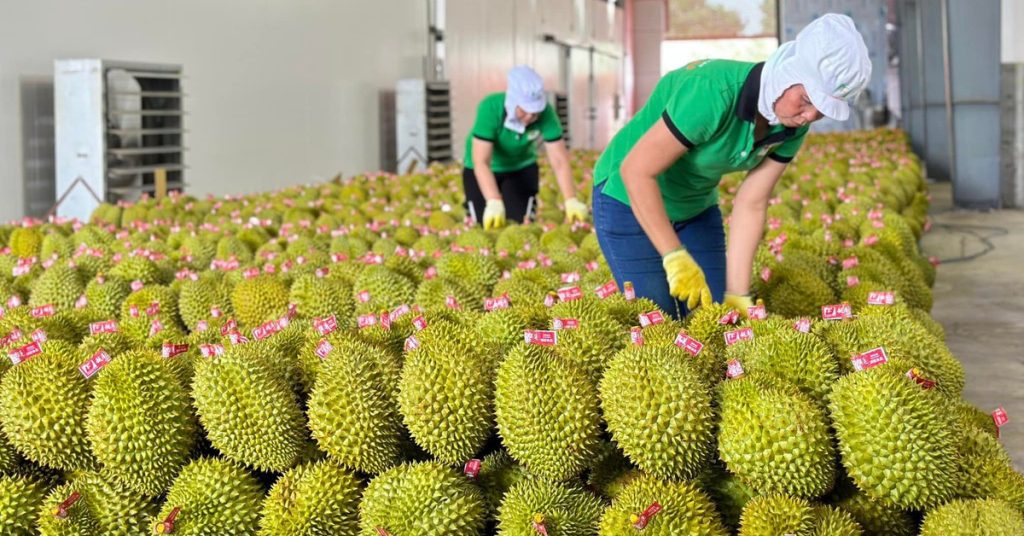 Xuất khẩu sầu riêng tươi từ Việt Nam sang Trung Quốc: Hướng đi chiến lược cho nông sản Việt