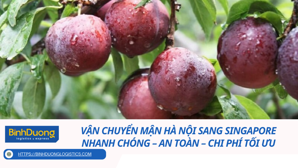 Vận Chuyển Mận Hà Nội Sang Singapore Nhanh Chóng – An Toàn – Chi Phí Tối Ưu