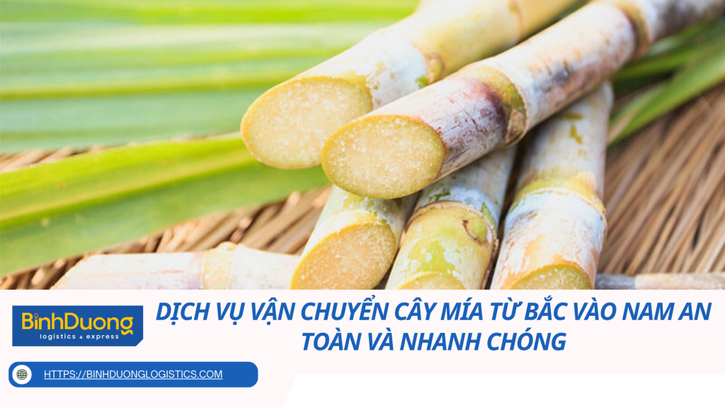 Dịch vụ vận chuyển cây mía từ Bắc vào Nam an toàn và nhanh chóng