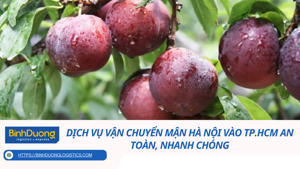 Dịch vụ vận chuyển mận Hà Nội vào TP.HCM an toàn, nhanh chóng