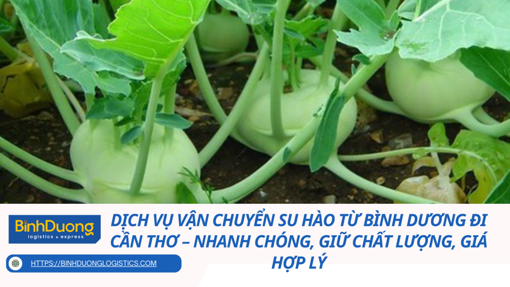 Dịch vụ vận chuyển su hào từ Bình Dương đi Cần Thơ – Nhanh chóng, giữ chất lượng, giá hợp lý