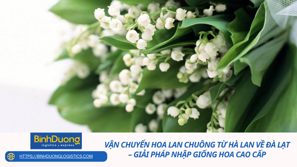 Vận chuyển hoa lan chuông từ Hà Lan về Đà Lạt – Giải pháp nhập giống hoa cao cấp