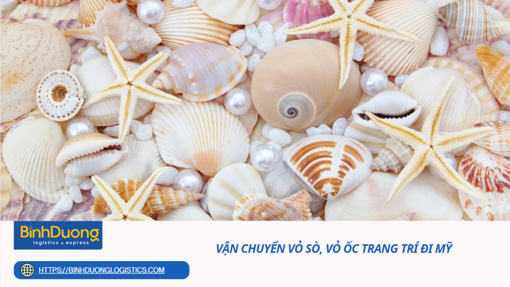 Vận chuyển vỏ sò, vỏ ốc trang trí đi Mỹ