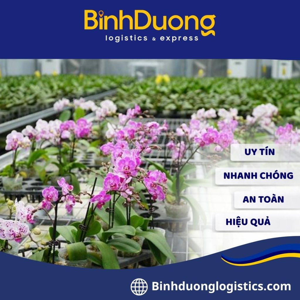 Vận chuyển hoa lan từ Đồng Nai đi Huế