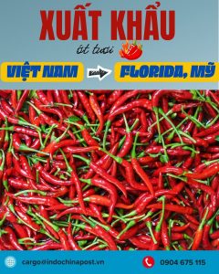Xuất khẩu ớt Việt Nam sang Florida - Mỹ bằng đường biển nguyên chuyến