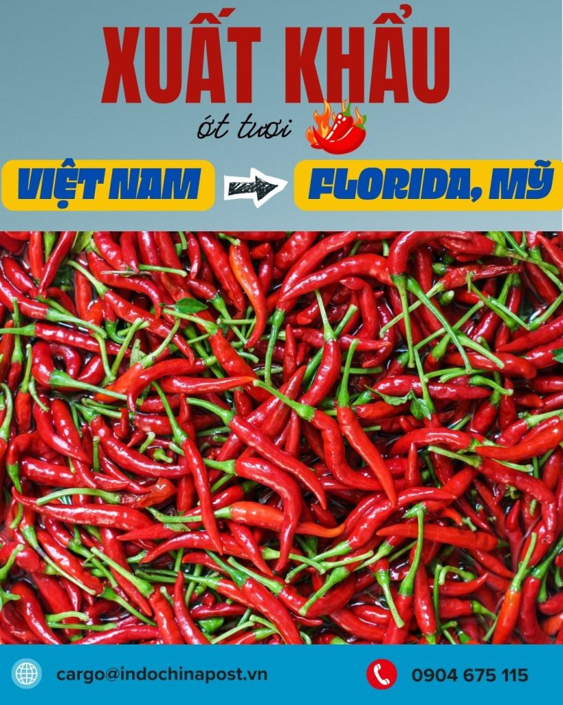 Xuất khẩu ớt Việt Nam sang Florida - Mỹ bằng đường biển nguyên chuyến