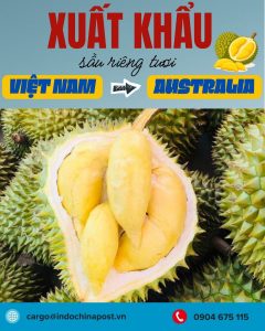 Vận chuyển sầu riêng tươi xuất khẩu sang Úc bằng đường biển