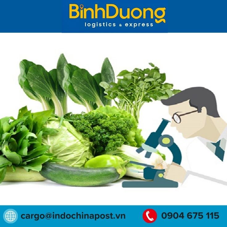 Vận chuyển sầu riêng tươi xuất khẩu sang Úc bằng đường biển